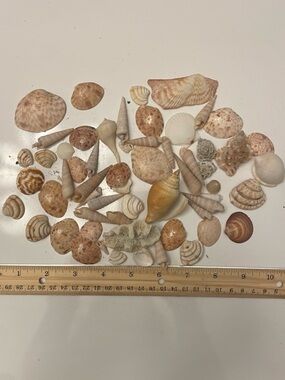 Mixed Natural Seashell Assortment - Beige & Cream Tones